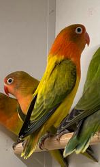 Jonge Agapornis fischeri euwing dwergpapegaai, Geslacht onbekend, Dwergpapegaai of Agapornis, Geringd