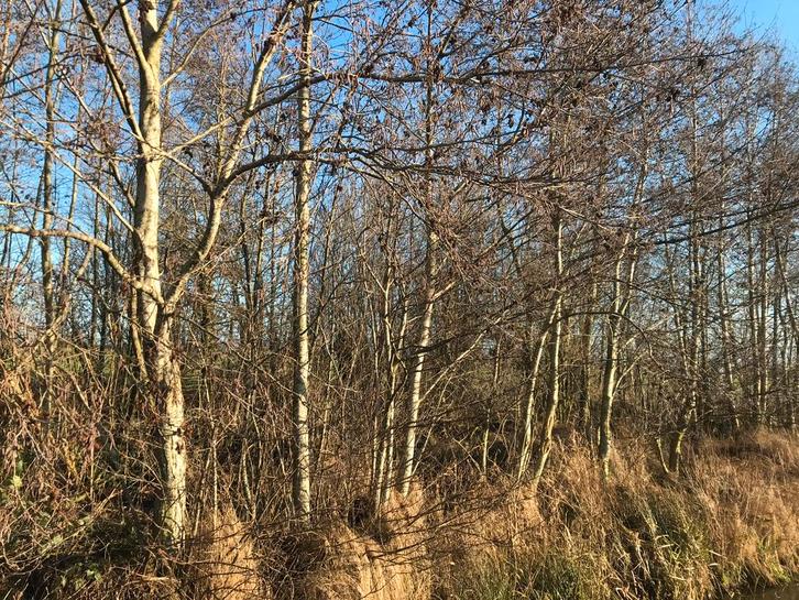 Kachelhout/ haardhout te koop, zelf afhalen, Tuin en Terras, Haardhout, Ophalen