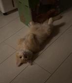 Brits Korthaar x Maine Coon kitten 5 mnd., Dieren en Toebehoren, Katten en Kittens | Dekkaters, 0 tot 2 jaar