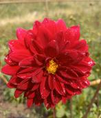 Dahlia Arabian Night, Ophalen of Verzenden, Voorjaar, Volle zon, Knol