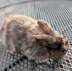 Lief mannetjes konijn 8 weken oud, Vrouwelijk