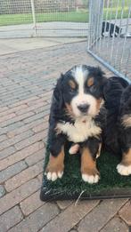 Berner Sennen Pup reu gereserveerd, Dieren en Toebehoren, Rabiës (hondsdolheid), 8 tot 15 weken, Groot, Meerdere