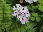 Primula sieboldii Japan Sakurasou, Overige soorten, Vaste plant, Ophalen of Verzenden, Halfschaduw