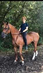 ik zoek verzorgpaard in Zuidhorn, Dieren en Toebehoren, Meerdere dieren, Niet van toepassing, Dressuurpaard