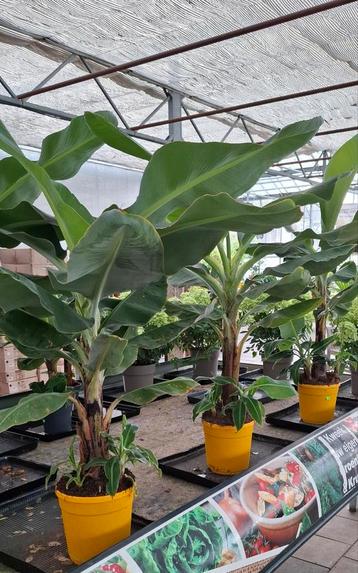 Musa Dwarf bananen planten.  beschikbaar voor biedingen