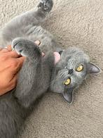 Britse korthaar poes 4 jaar, Dieren en Toebehoren, Katten en Kittens | Raskatten | Korthaar, Poes, Gechipt