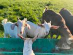 Bokje + geitje van mei 2025, Dieren en Toebehoren, Meerdere dieren, Geit, 0 tot 2 jaar