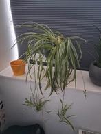 Graslely, Ophalen, Overige soorten, Minder dan 100 cm