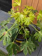Fatsia Japonica spiders web nr. 2, Tuin en Terras, Planten | Tuinplanten, Ophalen, Overige soorten