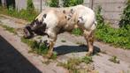 Te koop dikbil stiertje, Dieren en Toebehoren, Runderen