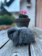 Knappe baby minilop ram, Dieren en Toebehoren, Konijnen, Mannelijk, Dwerg, Hangoor