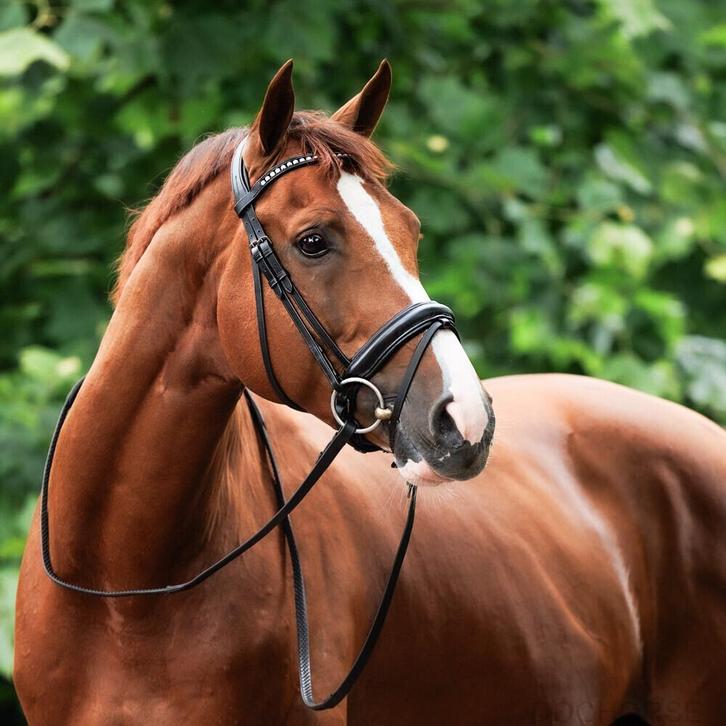 Nibago dressuurhoofdstel, Dieren en Toebehoren, Paarden en Pony's | Hoofdstellen en Tuigage, Zo goed als nieuw, Dressuur, Ophalen of Verzenden