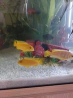 6 geel/oranje cichlyden tussen 7 en 11 cm, Dieren en Toebehoren, Vissen | Aquaria en Toebehoren, Ophalen, Nieuw, Plant(en), Steen of Hout