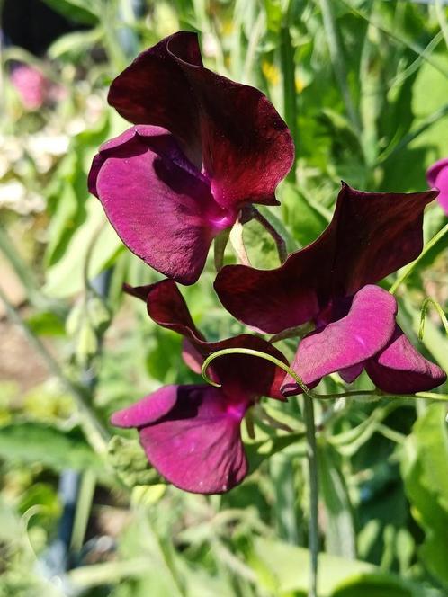 Lathyrus Odoratus mix, Tuin en Terras, Bloembollen en Zaden, Zaad, Voorjaar, Volle zon, Ophalen of Verzenden