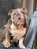 engelse bulldog dekreu, Dieren en Toebehoren, Honden | Bulldogs, Pinschers en Molossers, België, Rabiës (hondsdolheid), Reu, Bulldog