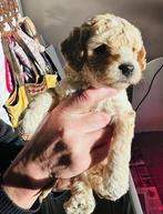 Mini labradoodle pups, Dieren en Toebehoren, Parvo, Overige rassen, 8 tot 15 weken, Meerdere