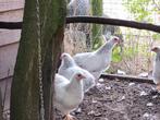 Tekoop jonge wyandotte kriel hennen, Dieren en Toebehoren, Pluimvee, Vrouwelijk, Kip