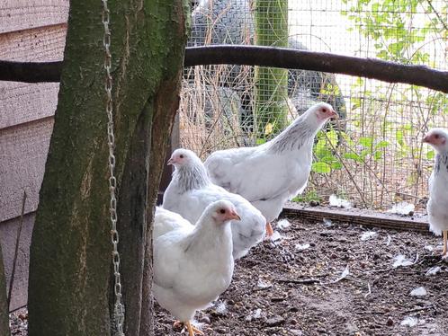 Tekoop jonge wyandotte kriel hennen, Dieren en Toebehoren, Pluimvee, Kip, Vrouwelijk