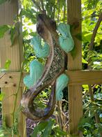 Nieuw houten gekko/salamander klein, Ophalen of Verzenden, Nieuw