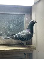 Kweek doffer, Dieren en Toebehoren, Vogels | Duiven, Mannelijk, Postduif