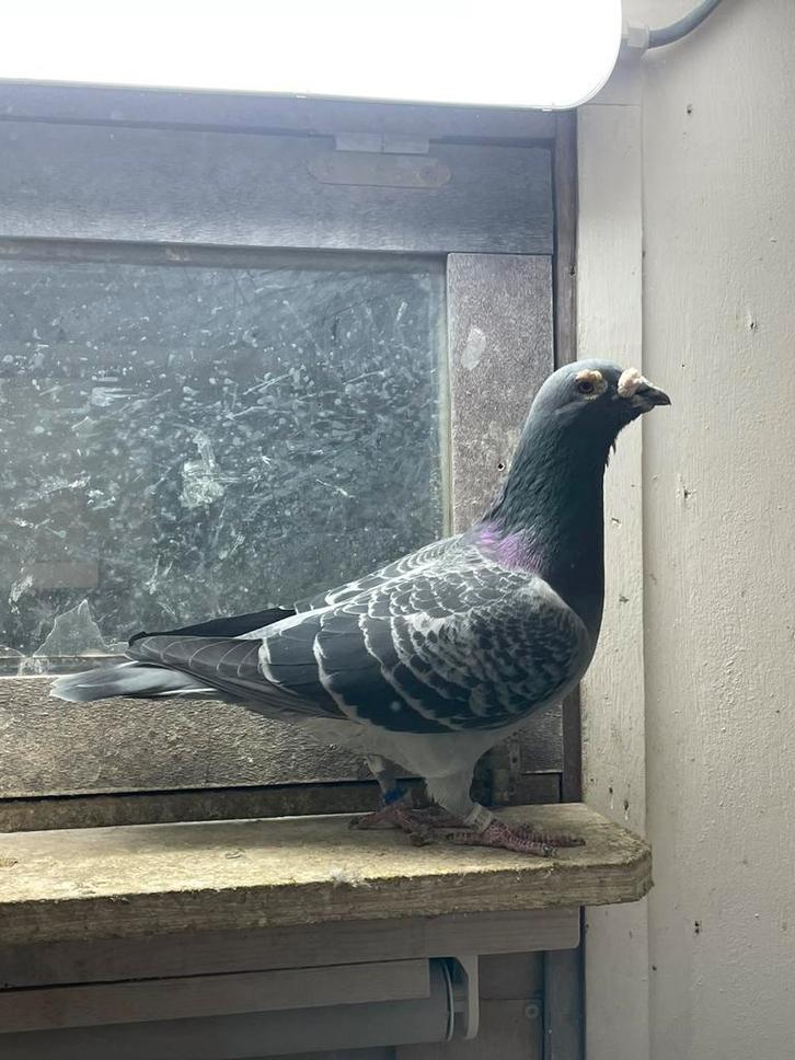 Kweek doffer, Dieren en Toebehoren, Vogels | Duiven, Postduif, Mannelijk