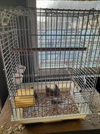 2 koppels diamantduifjes wildkleur met grote vogelkooi compl, Meerdere dieren, Tropenvogel