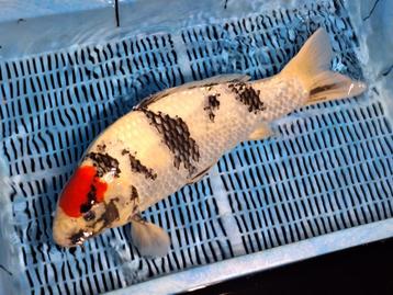 Geweldige tansho showa met certificaat beschikbaar voor biedingen