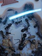 Camponotus Formosenis kolonie, Dieren en Toebehoren, Mieren