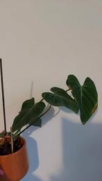 Philodendron gloriosum, Huis en Inrichting, Ophalen of Verzenden