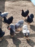 Wyandottekrielen te koop, Dieren en Toebehoren, Pluimvee