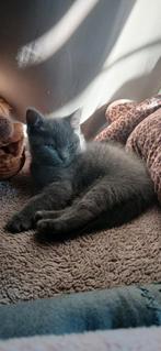 Prachtig ragdoll Britse korthaar poesje, Dieren en Toebehoren, Katten en Kittens | Raskatten | Korthaar, Poes, Ontwormd, 0 tot 2 jaar