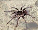 Hysterocrates Gigas volwassen vrouw, Spin of Schorpioen