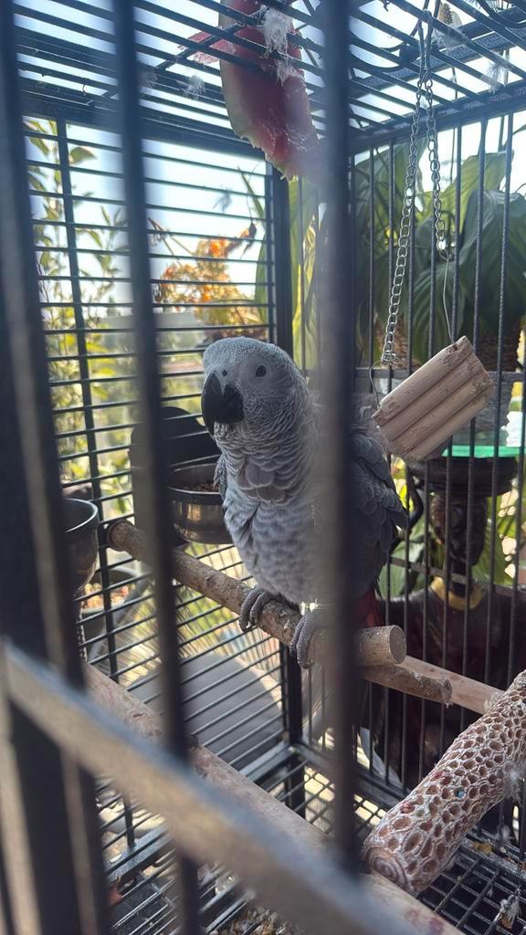 Jonge grijze roodstaart papegaai te koop, Dieren en Toebehoren, Vogels | Parkieten en Papegaaien, Papegaai, Geslacht onbekend
