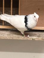 4 Toghi duiven, Dieren en Toebehoren, Vogels | Duiven, Meerdere dieren, Tuimelaar of Roller