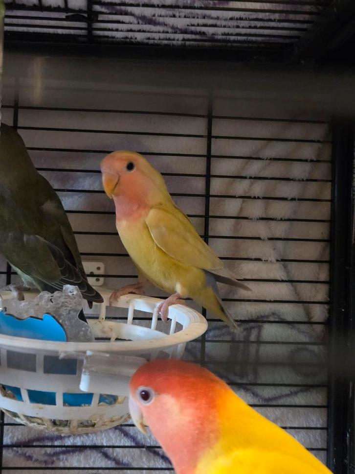 Baby agapornis meisje, Dieren en Toebehoren, Vogels | Parkieten en Papegaaien, Dwergpapegaai of Agapornis, Vrouwelijk, Geringd