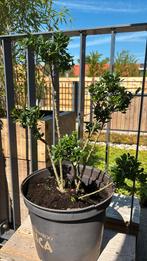 Japanse hulst ‘kinme’ bonsai snoei 64 cm hoog, Tuin en Terras, Bloeit niet, Halfschaduw, Overige soorten, Minder dan 100 cm