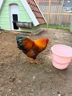 Wyandotte kriel haan, Dieren en Toebehoren, Pluimvee, Mannelijk, Kip