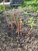 Nieuwe framboos stekken per stuk 2 euro, Tuin en Terras, Ophalen of Verzenden, Volle zon