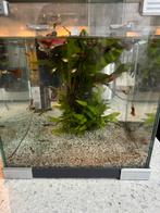 Gratis afhalen; aquarium met guppies, Dieren en Toebehoren, Vissen | Aquaria en Toebehoren, Ophalen, Gevuld zoetwateraquarium