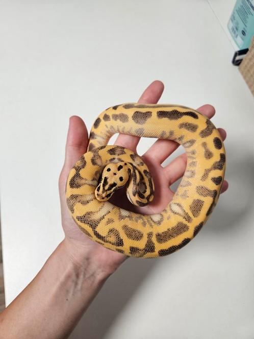 Freeway Leopard Enchi Blaze 0.1 2024 Python Regius, Dieren en Toebehoren, Reptielen en Amfibieën, Slang