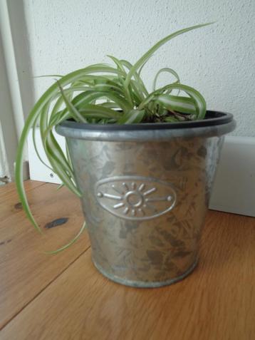 krulgraslelie Bonnie zinken potje Chlorophytum comosum  beschikbaar voor biedingen