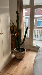 Cactus 180 cm hoog ongeveer, Huis en Inrichting, Ophalen, Cactus, Volle zon, 150 tot 200 cm