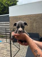 Laatste 2 pups (reutjes) zoeken gouden mandje, Overige rassen, 8 tot 15 weken, Meerdere, Meerdere dieren