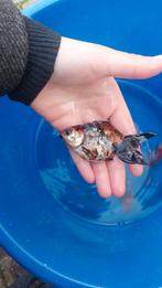 Ryukin goudvis, Dieren en Toebehoren, Goudvis(sen)