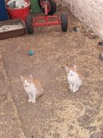 2 kittens mogen direct weg, Kater, Kortharig, 0 tot 2 jaar