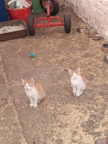 2 kittens mogen direct weg beschikbaar voor biedingen