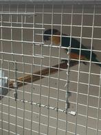 Koppel zwartkop Caiques, Dieren en Toebehoren, Vogels | Parkieten en Papegaaien, Meerdere dieren, Papegaai, Geringd