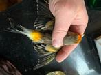 Te koop een mooie bastaard majoor putter x harlekijn, Mannelijk, Wildzangvogel, Geringd