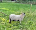 Badger Face Welsh Mountain rammen te koop, Dieren en Toebehoren, Schapen, Geiten en Varkens, Mannelijk, Schaap