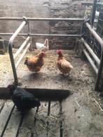 4 mooie kippen, Dieren en Toebehoren, Pluimvee, Vrouwelijk, Kip